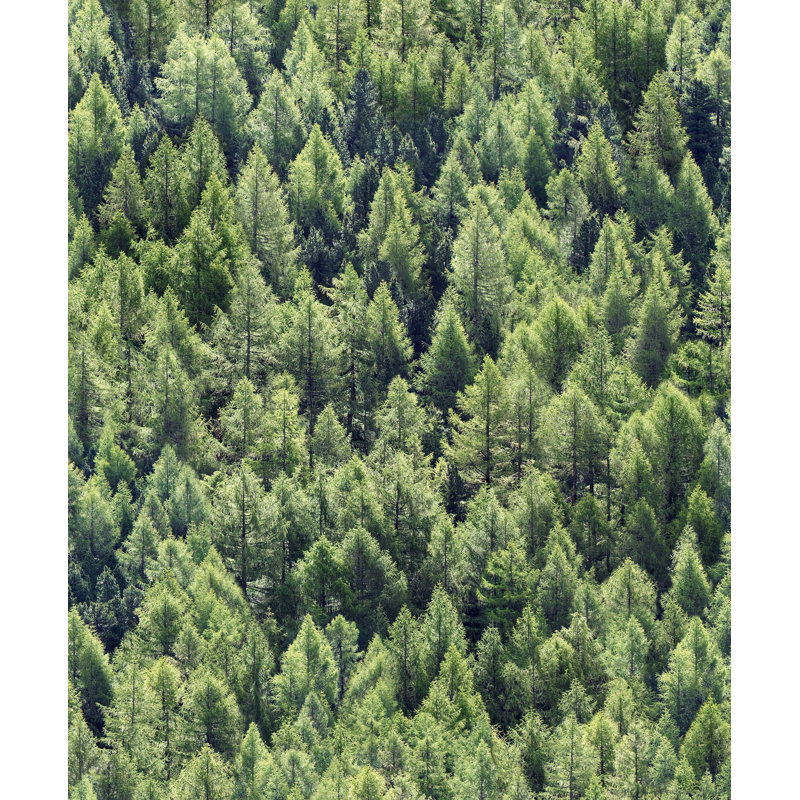 Rouleau de papier peint Wood Pine