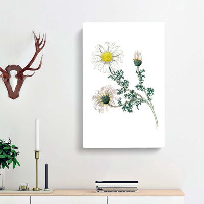 Mount Atlas Daisy Illustration - Wrapped Canvas