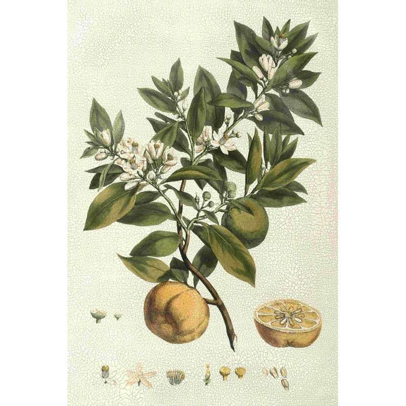 " Millers Bounty I " by John Miller, 36" H x 24" W  