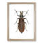 Beetle by George Shaw - Picture Frame Painting-57844780-57844777
