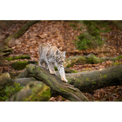 Lynx - Wrapped Canvas Print