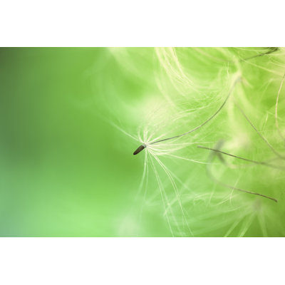 Beauty Dandelion by Xh4D