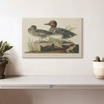 Green Winged Teal