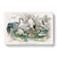 Crane, Stork, Egret & Heron by Oliver Goldsmith - Wrapped Canvas Painting-55371031