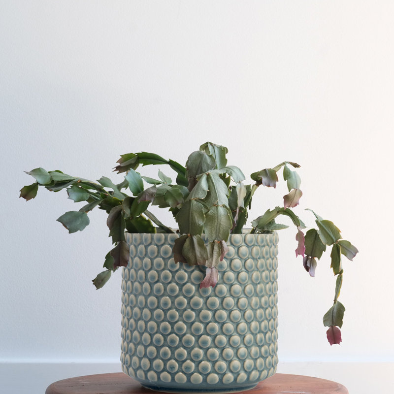 Round Stoneware Planter Pot with Polka Dots, Blue