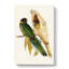 Yellow-Collared Parakeets by Elizabeth Gould - Wrapped Canvas-55320059