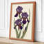 Purple Irises Study Botanical - Wrapped Canvas-1032612376-1032612380