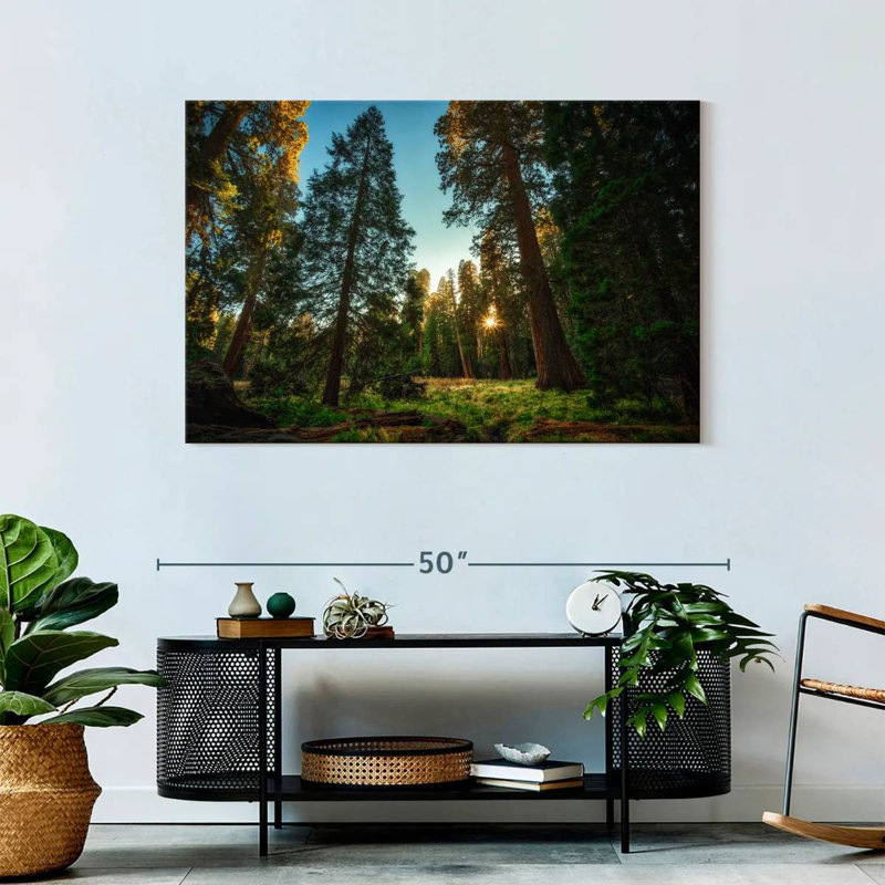 Alvord Sequoia Forest Scenery