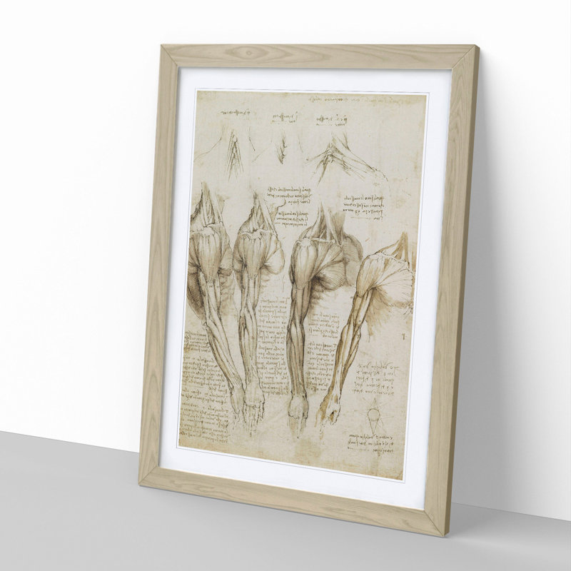 Human Anatomy Vol.8 by Leonardo Da Vinci - Picture Frame Drawing, Oak Framed, 65cm H x 48cm W x 2cm D