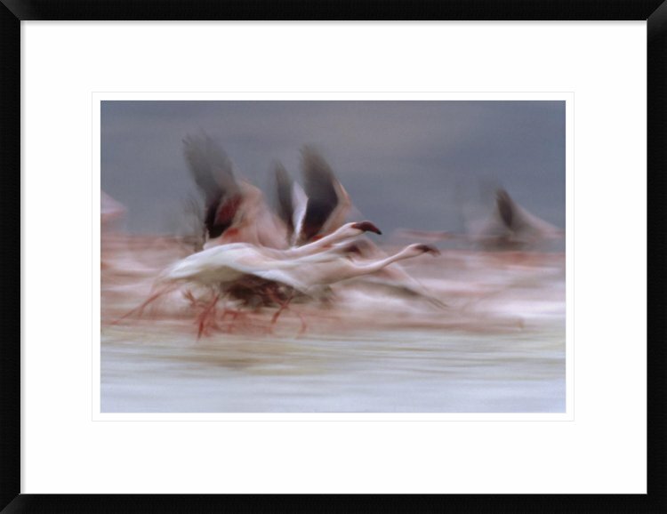 Global Gallery Lesser Flamingo Flock Taking Flight From The