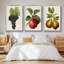 Antique Fruit VFramed, ensemble de 3 toiles tendues-97759971-97759975