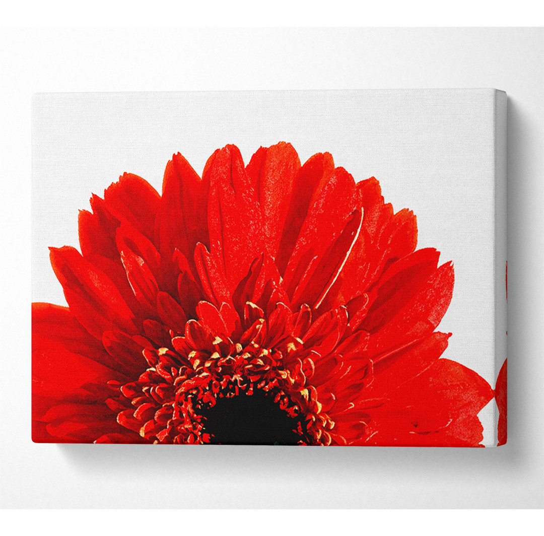 Roter Gerbera-Kopf - Kunstdrucke auf Leinwand