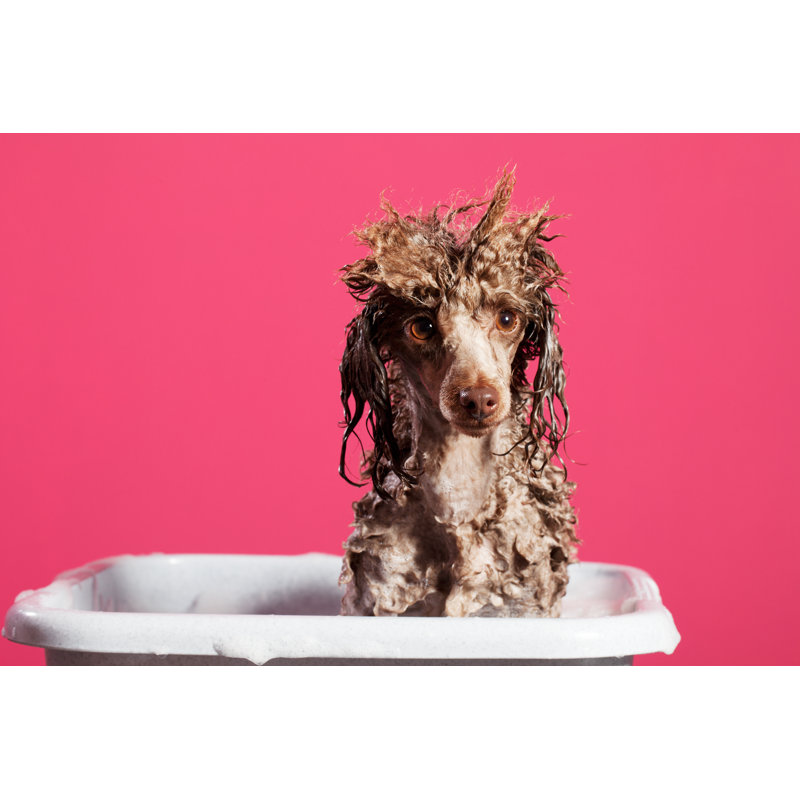 Washing The Dog by Ultramarinfoto - Wrapped Canvas Print, 51cm H x 76cm W x 3.8cm D