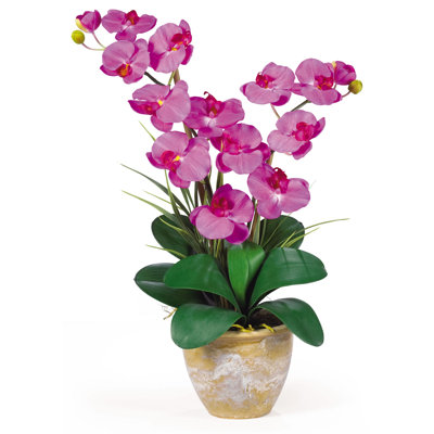 Double Stem Phalaenopsis Orchid Silk Arrangement