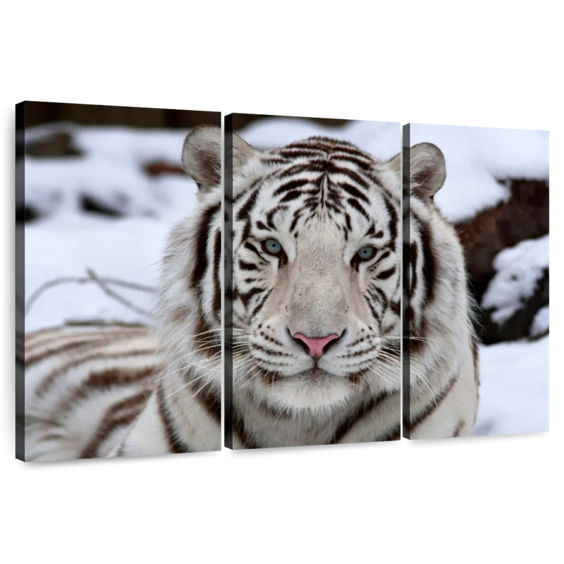 Glorious White Tiger, 20" H x 33" W