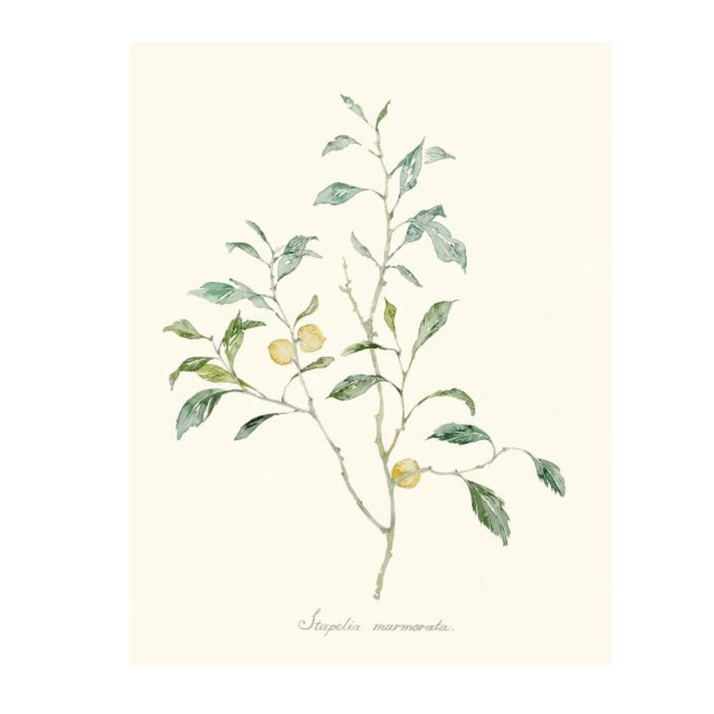 «Herb Garden IV» par Sara Brown - Impression sur toile, Extérieur, H 70 po x l 54 po x P 1,5 po