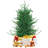 36' Pine Christmas Tree