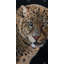 «Realistic Fierce Leopard», art mural sur toile | Décoration de chambre animal