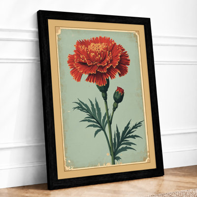 Ruffled Carnation Study Botanical - Framed Print