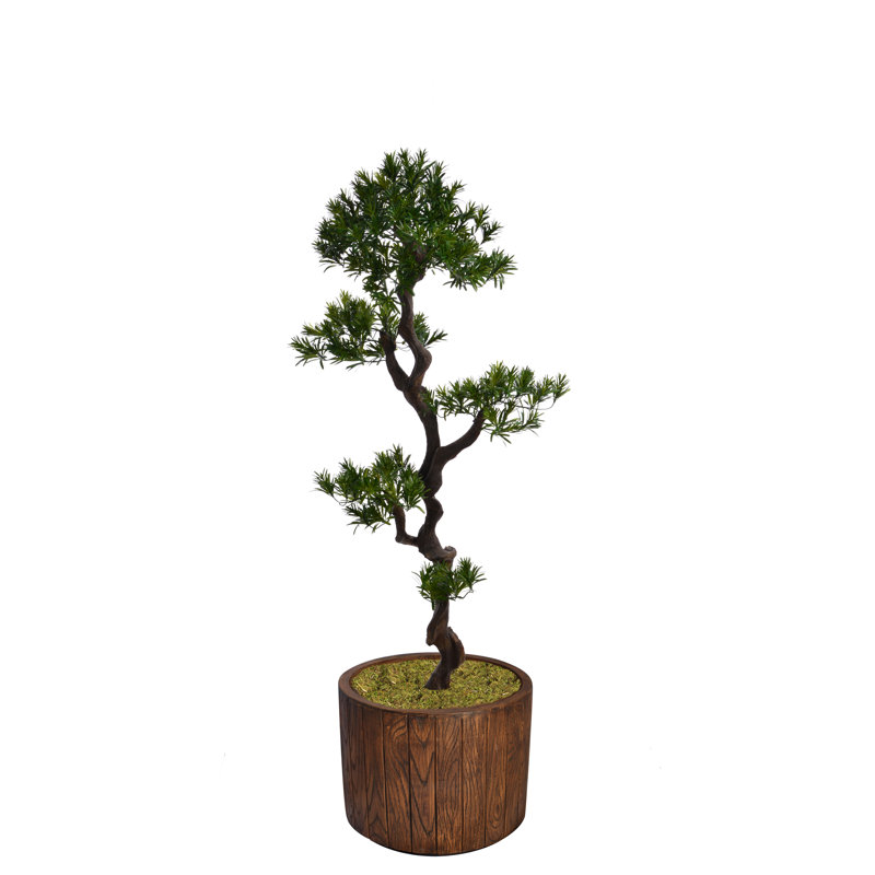 Yacca Panama