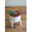 Succulent dans un pot-29552761