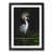 Black Framed