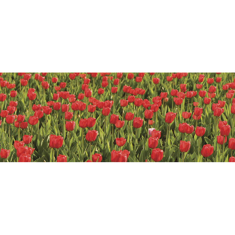 Murale panoramique Ultimate Tulips