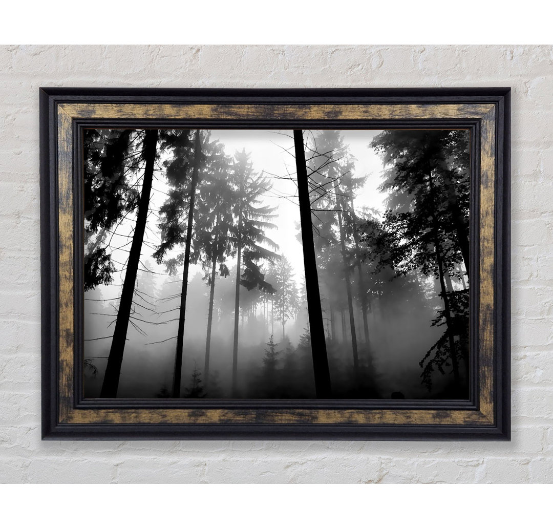 Mist Of The Woodland B N W - Einzelne Bilderrahmen Kunstdrucke