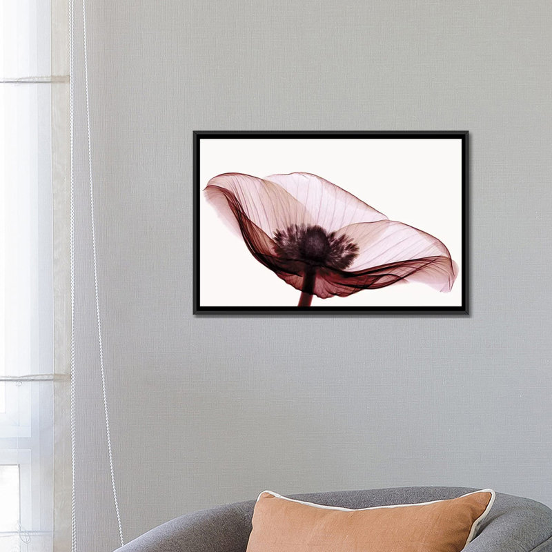 Anemone I by Robert Coop - Gallery-Wrapped Canvas Giclée, 18" H x 26" W x 1.5" D, Black Framed Canvas, No Mat
