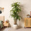 Arbre Dracaena de 8 pi Adcock-122512140