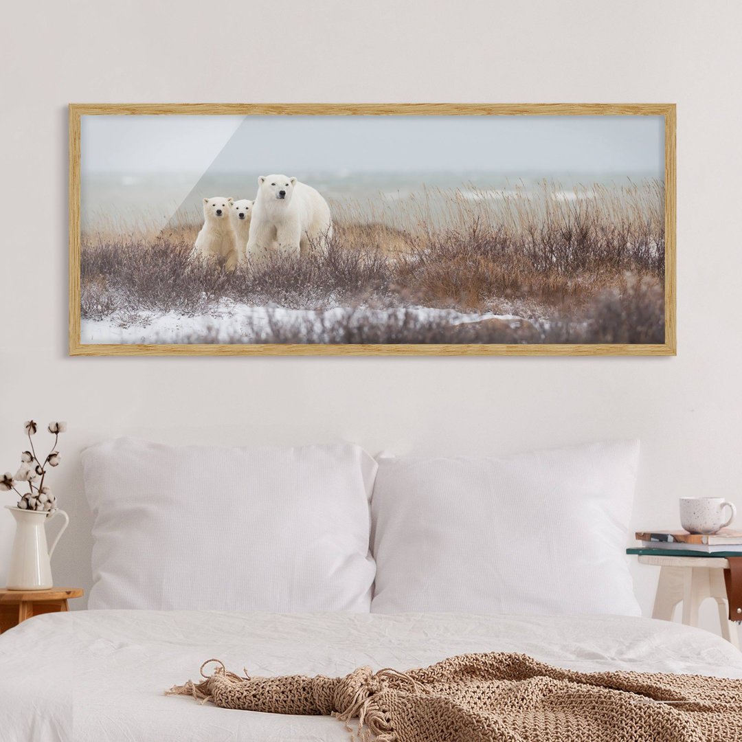 Gerahmtes Poster Polar Bear and Her Cubs