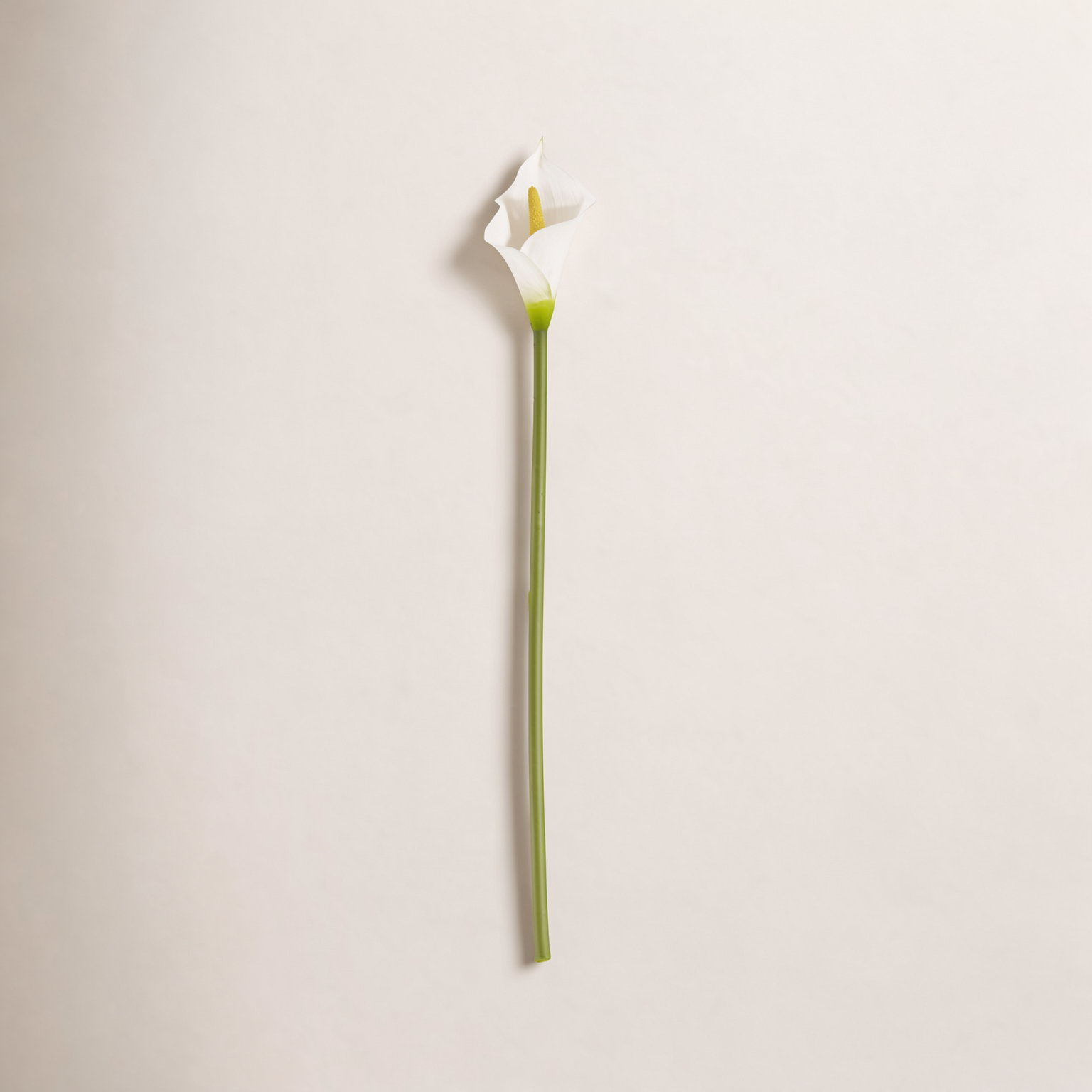 Rimma Calla Lily Stems