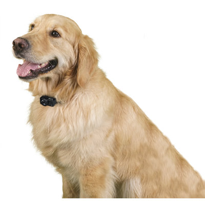 Premier Pet Wireless Add-A-Dog Collar