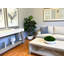 Organic Modern 5' Schefflera In Fiberstone Planter