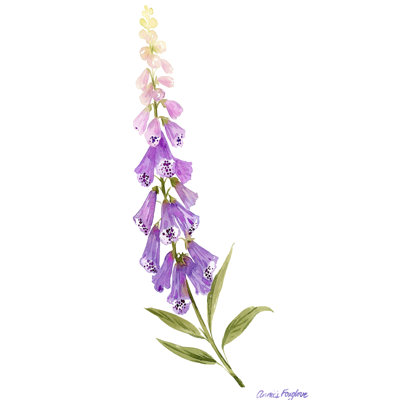 Annie's Foxglove II