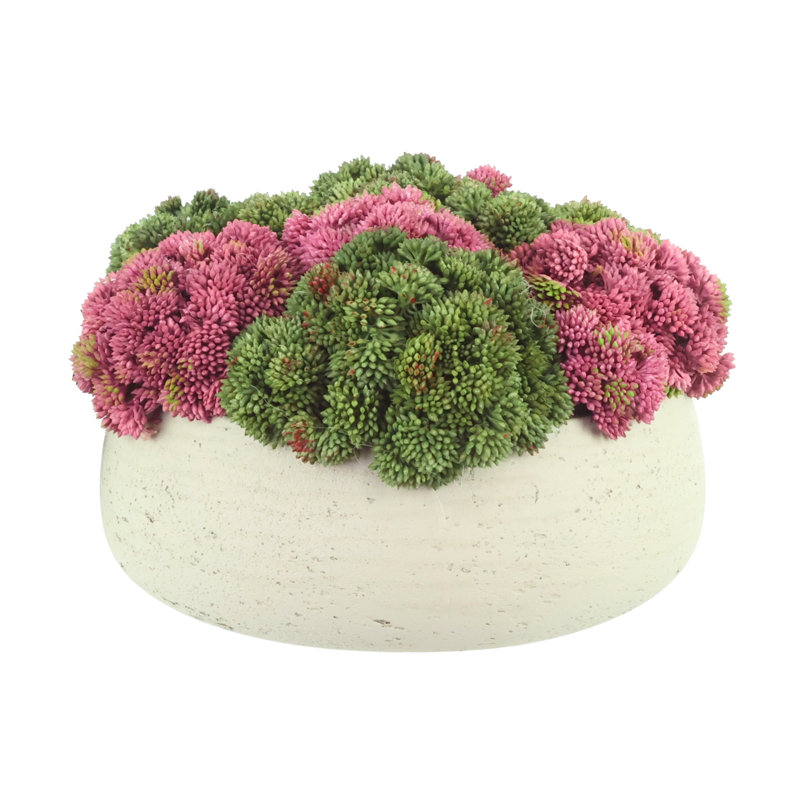 Composition de Sedum dans un pot en fibre de pierre