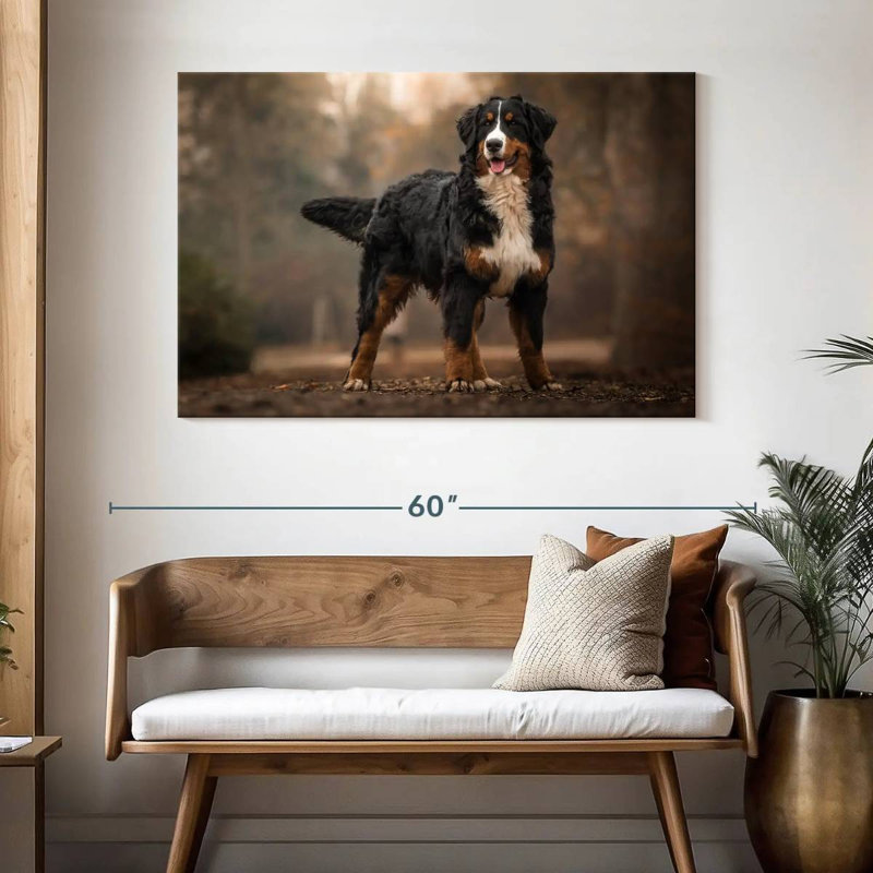 Bouvier bernois Brampt, H 32 po x l 48 po