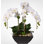 Real Touch Phalaenopsis Orchid and Artificial Succulents Floral Arrangement in Pot