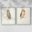 Scops Eared Owl - reproduction encadrée de qualité supérieure - prête à être accrochée - aucun clou requis - aucun clou requis-811251298-811251326