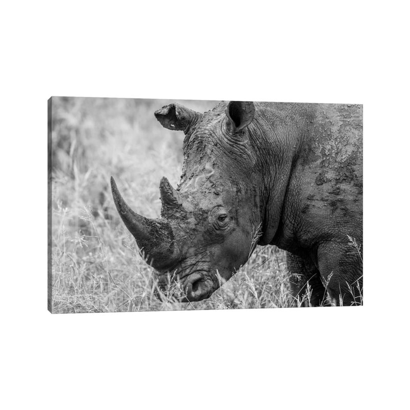 Rhino's Male by Anders Jorulf - Wrapped Canvas Print, 30.48 cm H x 45.72 cm W
