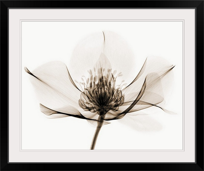 « i » robert poulailler, reproduction de photo Hellebore, Cadre noir, H 20 po x l 23 po x P 1 po