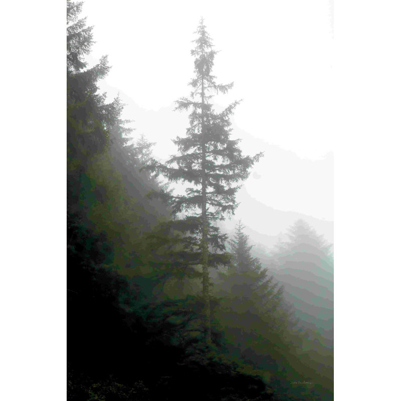 «Majestic Pines I» par Debra Van Swearingen - impression, H 18 po x l 12 po, Toile tendue
