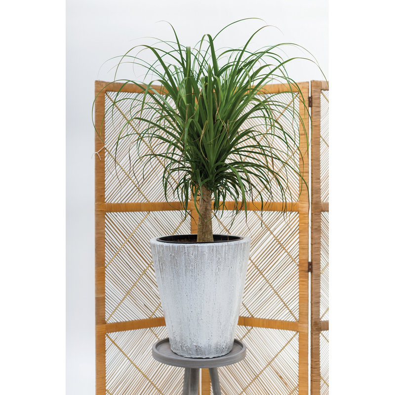 Pot de fleurs en céramique Noney Camy, H 18,5 po x l 16,5 po x P 16,5 po