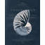 Conchology Nautilus Print by Porter Design