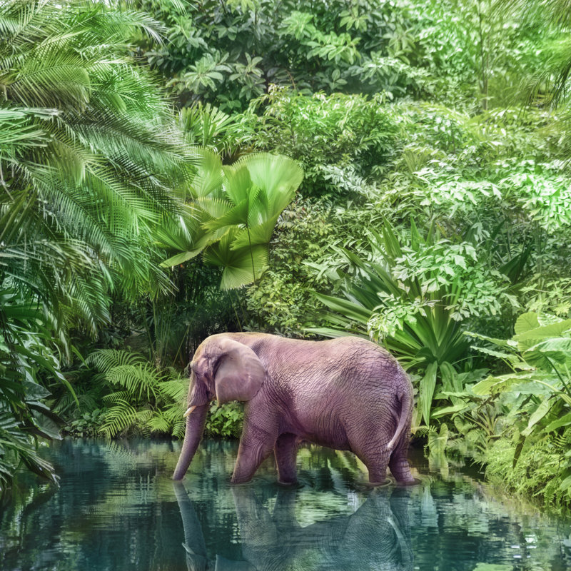 Richgrove Big Pink Elephant - Wrapped Canvas Print, 30cm H x 30cm W x 3.8cm D