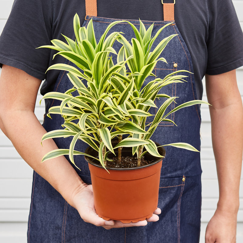 House Plant Shop Dracaena Song Of India - 6 Pot & Reviews | Wayfair
