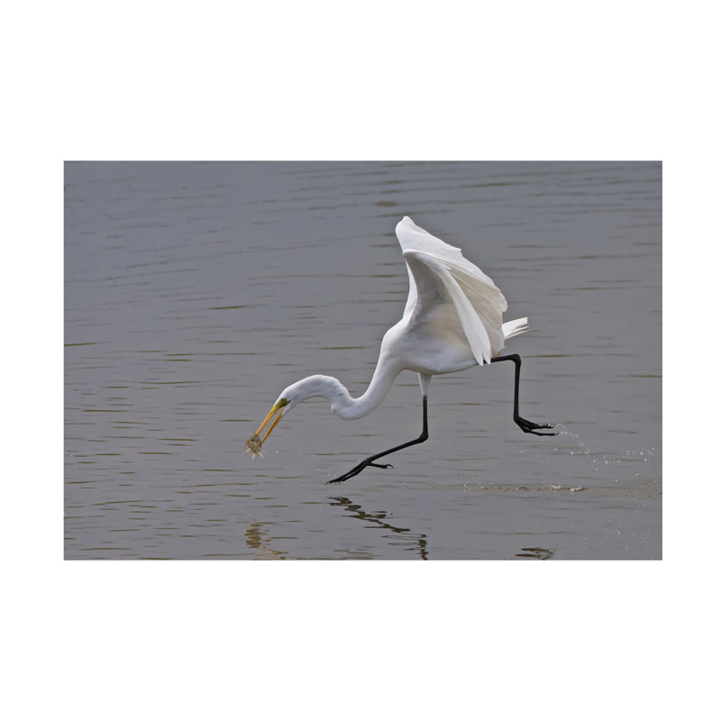 Art sur toile, aigrette bolologienne, H 22 po x l 32 po