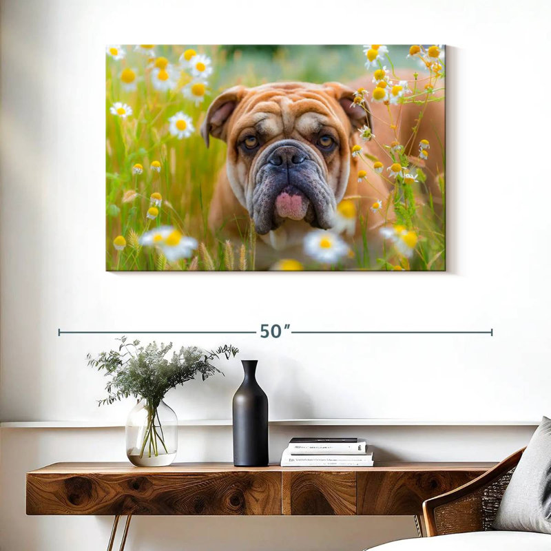 Bouledogue anglais Brampt jouant, H 26 po x l 39 po