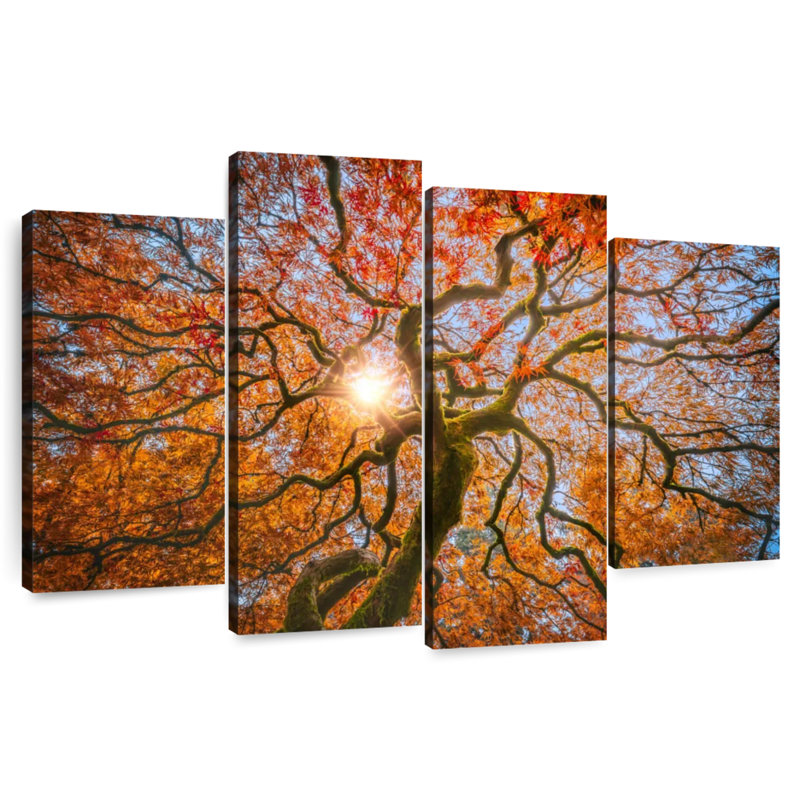 Japanese Maple Tree, 42" H x 68" W