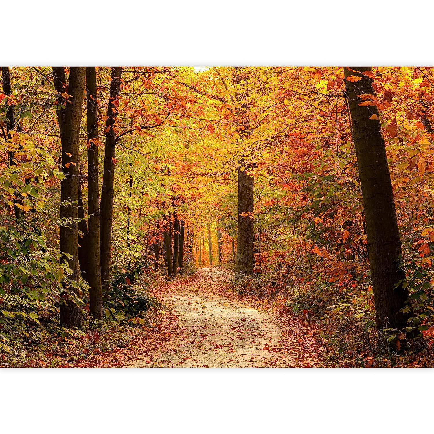 Autumn Forest Road Scenic Wallpaper Mural | Ever Wallpaper
